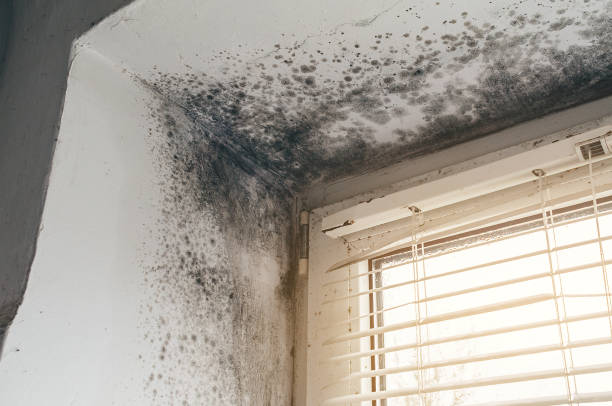 Affordable Bathroom Mold Removal solutions in Stevenson, MD
